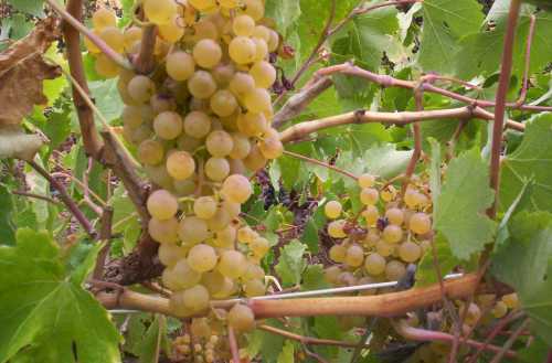 Palominolistan_blanco_grapes_growing_in_tenerife